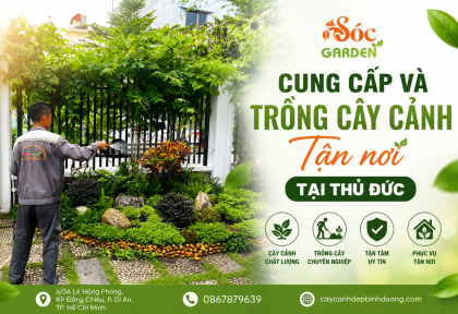 Tư vấn, báo giá rõ ràng dịch vụ cây xanh uy tín