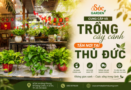 Cung cấp và trồng cây cảnh tận nơi tại Thủ Đức