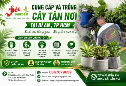 Cung cấp và trồng cây tận nơi ở Dĩ An, Bình Dương