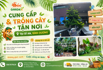 Cung cấp & trồng cây tận nơi cho nhà phố Bình Dương