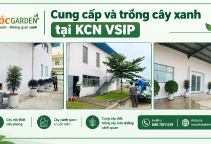 Cung cấp và trồng cây xanh tại KCN VSIP