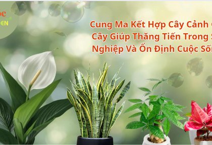 Cung Ma Kết Hợp Cây Cảnh Gì? 