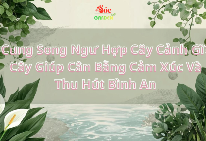 Cung Song Ngư Hợp Cây Cảnh Gì? 