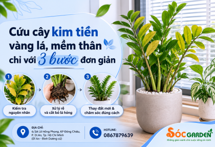 Cứu cây kim tiền vàng lá, mềm thân chỉ với 3 bước đơn giản