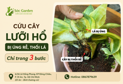 Cứu cây lưỡi hổ bị úng rễ, thối lá chỉ trong 3 bước