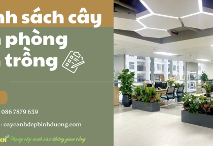 Danh sách cây văn phòng nên trồng