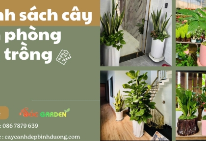 Danh sách cây văn phòng nên trồng