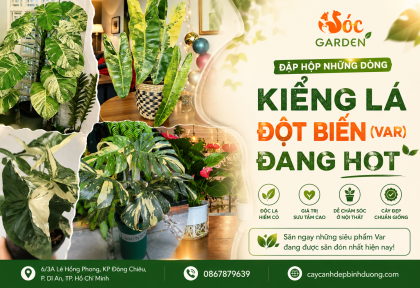 Đập hộp những dòng kiểng lá đột biến Var đang hot