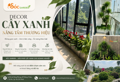 Decor cây xanh nâng tầm thương hiệu