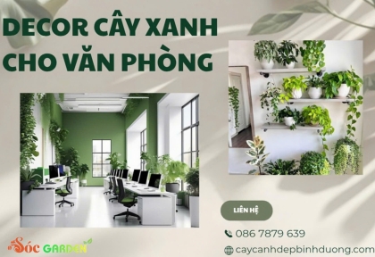 Decor cây xanh cho văn phòng