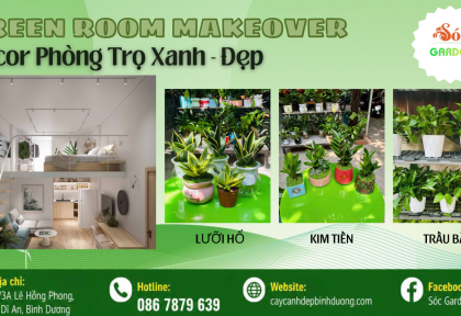 Green Room Makeover : 3 Chậu Cây Cho Phòng Trọ