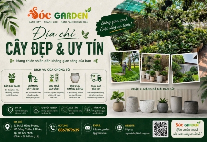 Địa chỉ bán cây cảnh đẹp, uy tín tại Dĩ An 