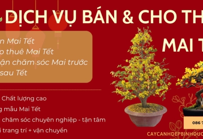 Dịch vụ bán & cho thuê Mai Tết