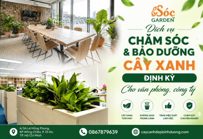 Dịch vụ chăm sóc và bảo dưỡng cây xanh định kỳ cho văn phòng, công ty