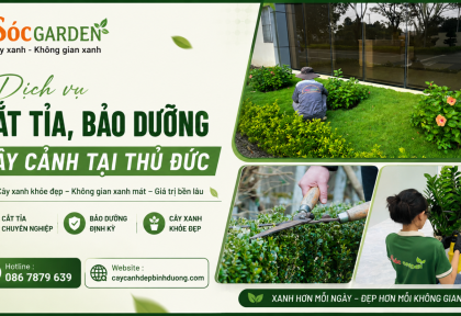 Dịch vụ cắt tỉa, bảo dưỡng cây cảnh tại Thủ Đức