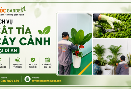 Dịch vụ cắt tỉa cây cảnh tại Dĩ An