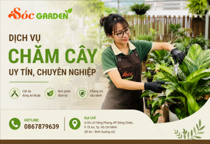 Chăm sóc cây cảnh tận nơi giá tốt tại Bình Dương 