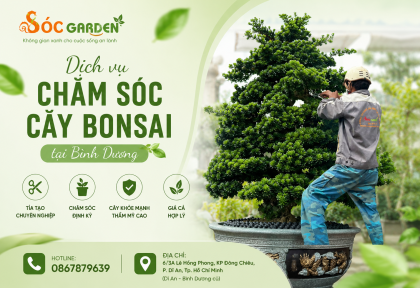 Dịch vụ chăm sóc cây Bonsai tại Bình Dương
