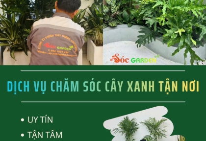 Dịch vụ chăm sóc cây xanh tận nơi