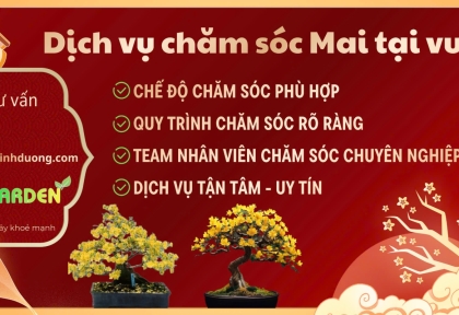 Dịch vụ chăm sóc Mai tại vườn 