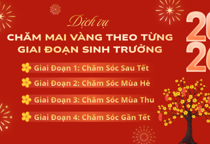 Dịch Vụ Chăm Mai Từng Giai Đoạn Sinh Trưởng