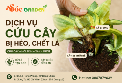 Dịch vụ cứu cây cảnh bị héo, chết lá và úng rễ
