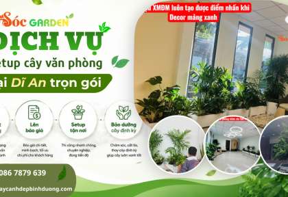Dịch vụ setup cây văn phòng tại Dĩ An trọn gói