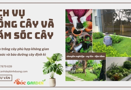 Dịch vụ trồng cây và chăm sóc cây
