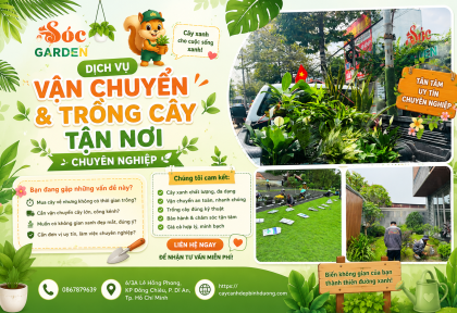 Dịch vụ vận chuyển & trồng cây tận nơi chuyên nghiệp