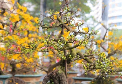 Nhận dưỡng mai vàng tận nơi 