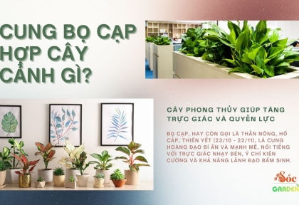 Cung Bọ Cạp Hợp Cây Cảnh Gì? Cây Phong Thủy Giúp Tăng Trực Giác Và Quyền Lực