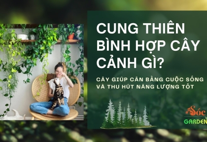 Cung Thiên Bình Hợp Cây Cảnh Gì? Cây Giúp Cân Bằng Cuộc Sống Và Thu Hút Năng Lượng Tốt