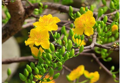 Làm sao để Mai nở đúng Tết, bông đều ?