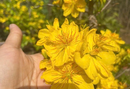 Cho Thuê Mai Tết Năm 2026 Tại Bình Dương