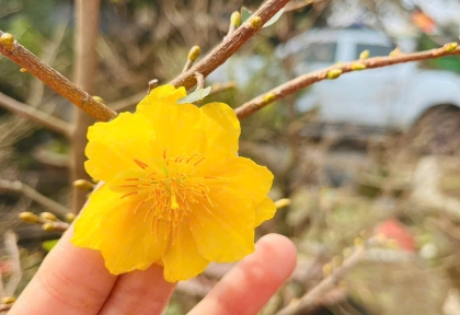 Cho Thuê Mai Tết Trọn Gói 