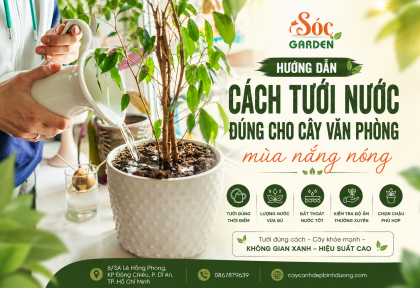 Hướng dẫn cách tưới nước đúng cho cây văn phòng mùa nắng nóng