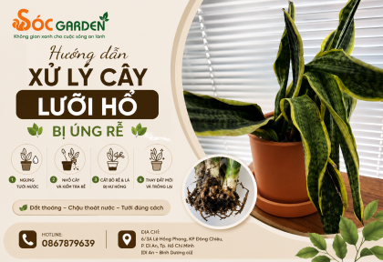 Hướng dẫn xử lý cây lưỡi hổ bị úng rễ