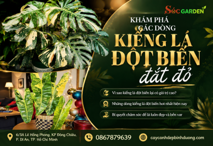 Khám phá các dòng kiểng lá đột biến đắt đỏ