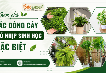 Khám phá các dòng cây có nhịp sinh học đặc biệt