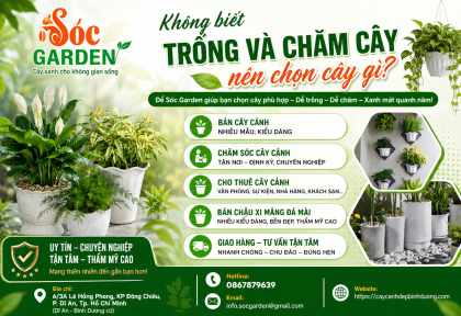 Không biết trồng và chăm cây nên chọn cây gì? 