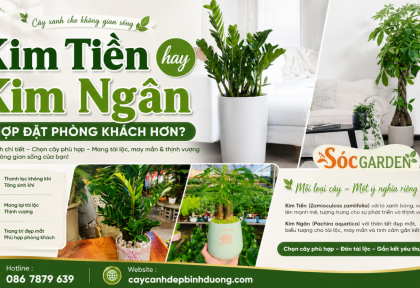 Kim Tiền hay Kim Ngân hợp đặt phòng khách hơn