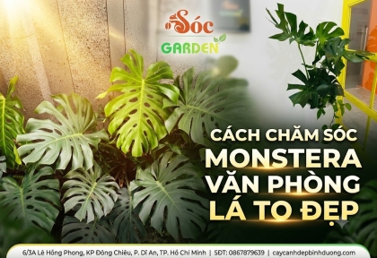 Cách chăm sóc Monstera văn phòng lá to đẹp