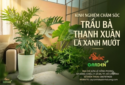 Kinh nghiệm chăm sóc cây Trầu Bà Thanh Xuân lá xanh mướt 