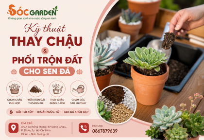 Kỹ thuật thay chậu và phối trộn đất cho sen đá