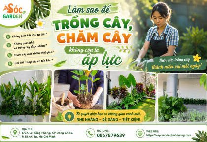 Làm sao để trồng cây, chăm cây không còn là áp lực 