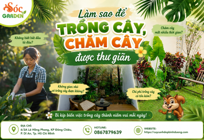 Làm sao để trồng cây, chăm cây được thư giãn