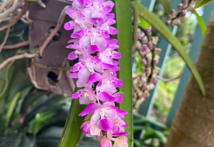 Cách Xử Lý Lan Bóc Rừng Mới Mua Về Để Không Bị Suy Và Phục Hồi Nhanh Ra Rễ