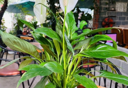 Cây xanh để bàn giá rẻ 