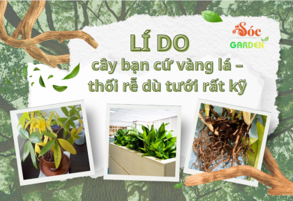Lý do cây của bạn cứ vàng lá hoặc thối rễ 