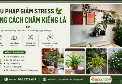 Liệu pháp giảm stress bằng cách chăm kiểng lá